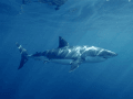 New Guerrilla marketing - great white shark